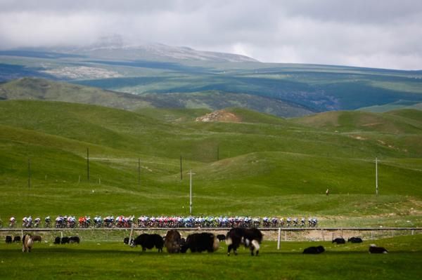 Peloton cruising along the Yak farm