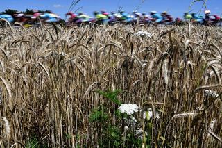 The peloton passes the wheat fields during the Tour de France