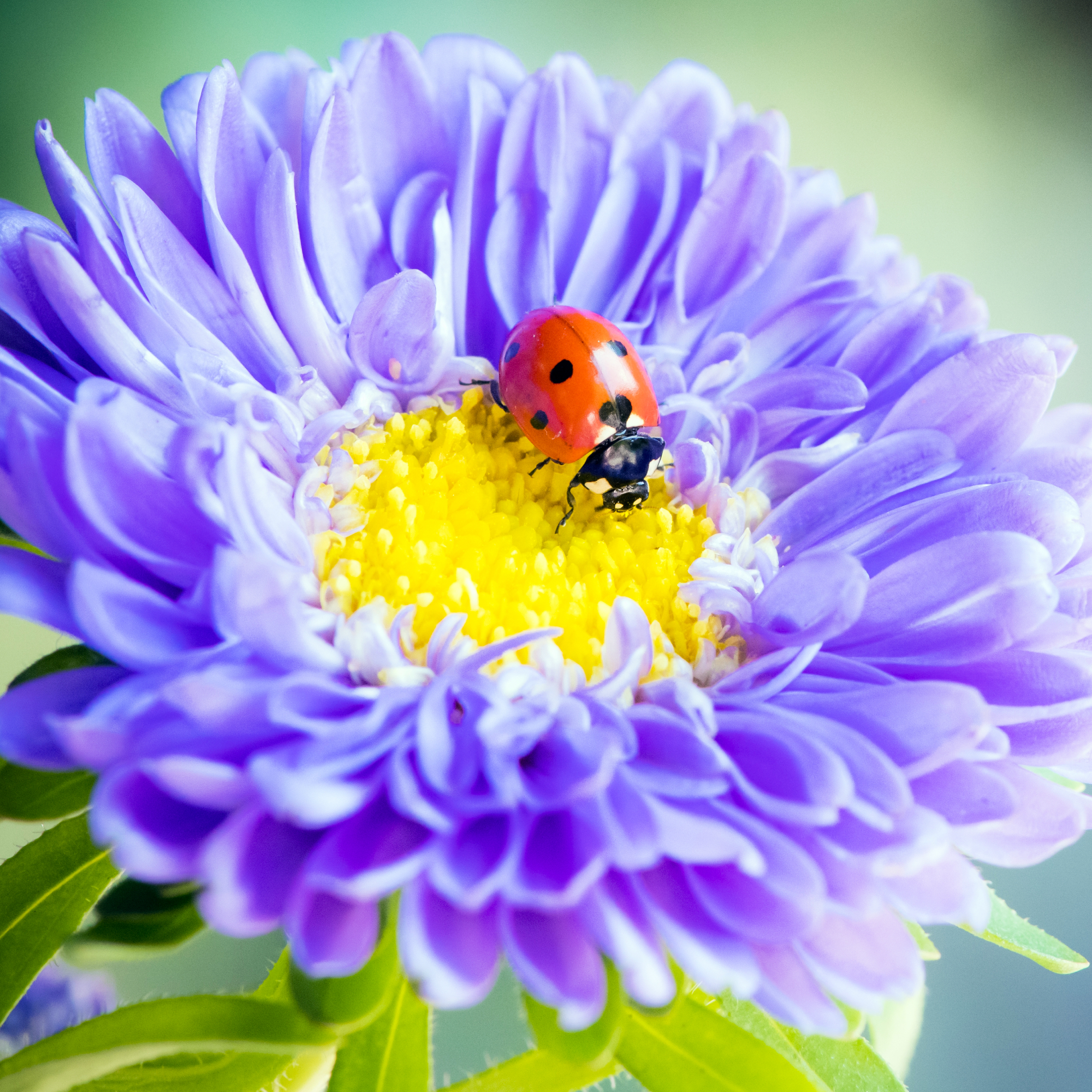 A macro shot of a ladybug on a purple aster flower in fall