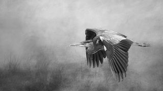 Black and white image of a heron in flight, wings spread gracefully with blurred background