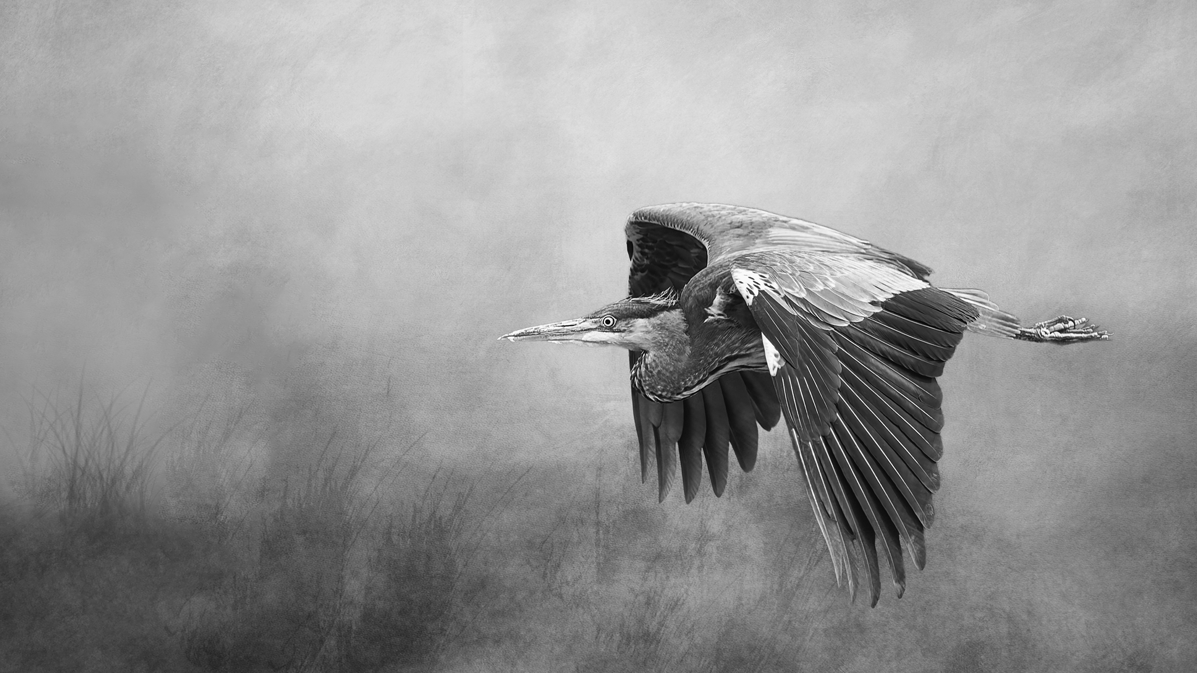 Black and white image of a heron in flight, wings spread gracefully with blurred background