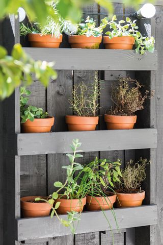 Plant display theater containing herbs attached to garden fence