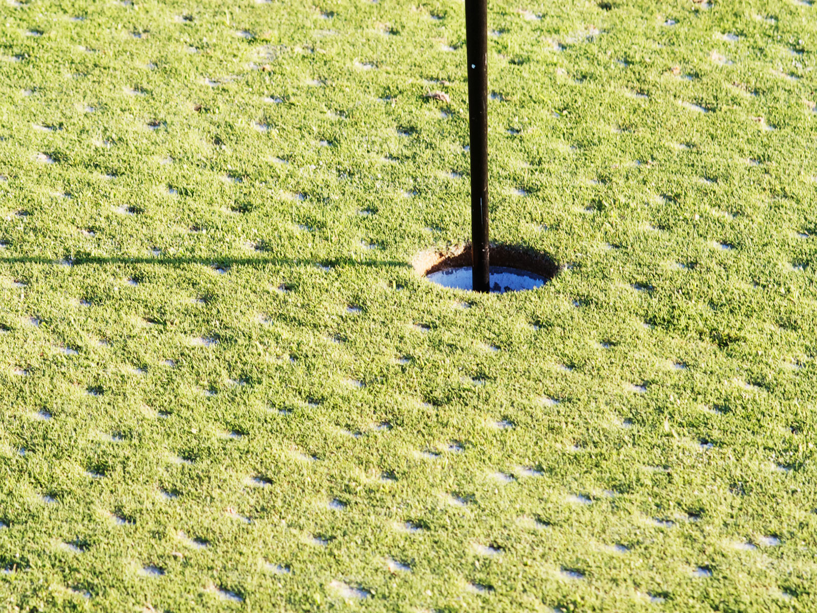 A bumpy golf green that's recently been hollow tined