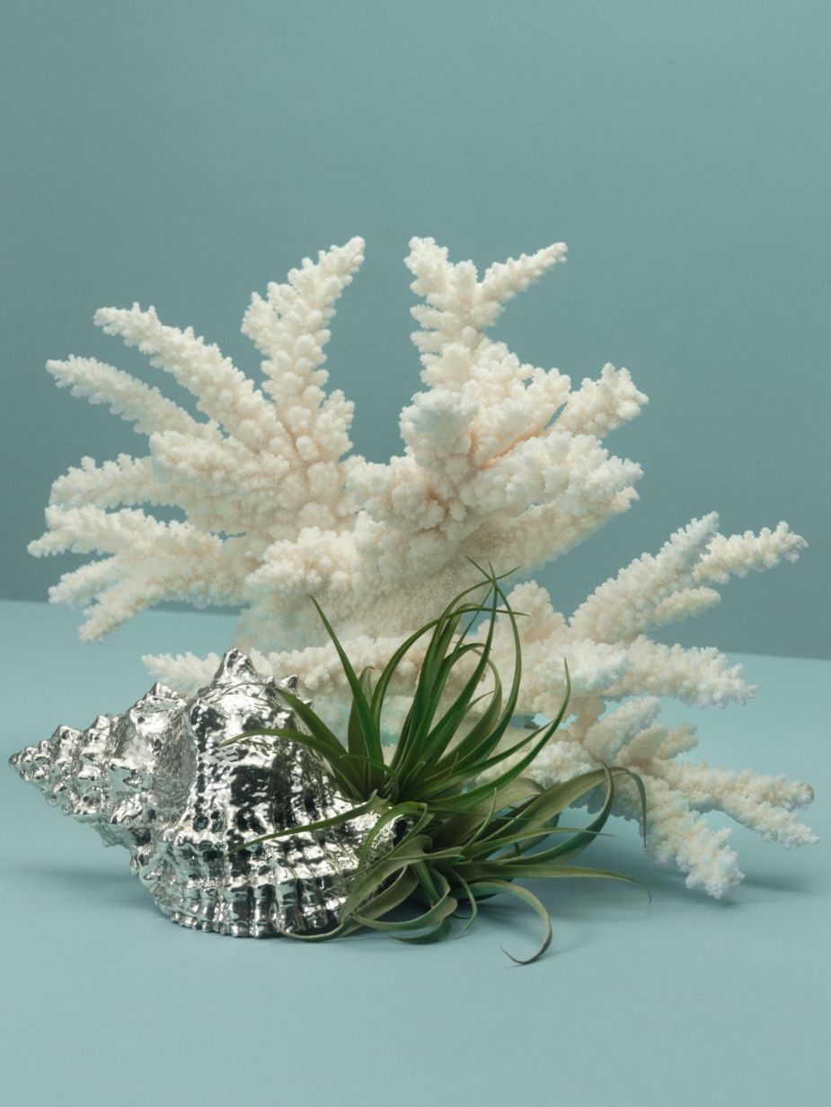 still life compositions with plants and ornaments
