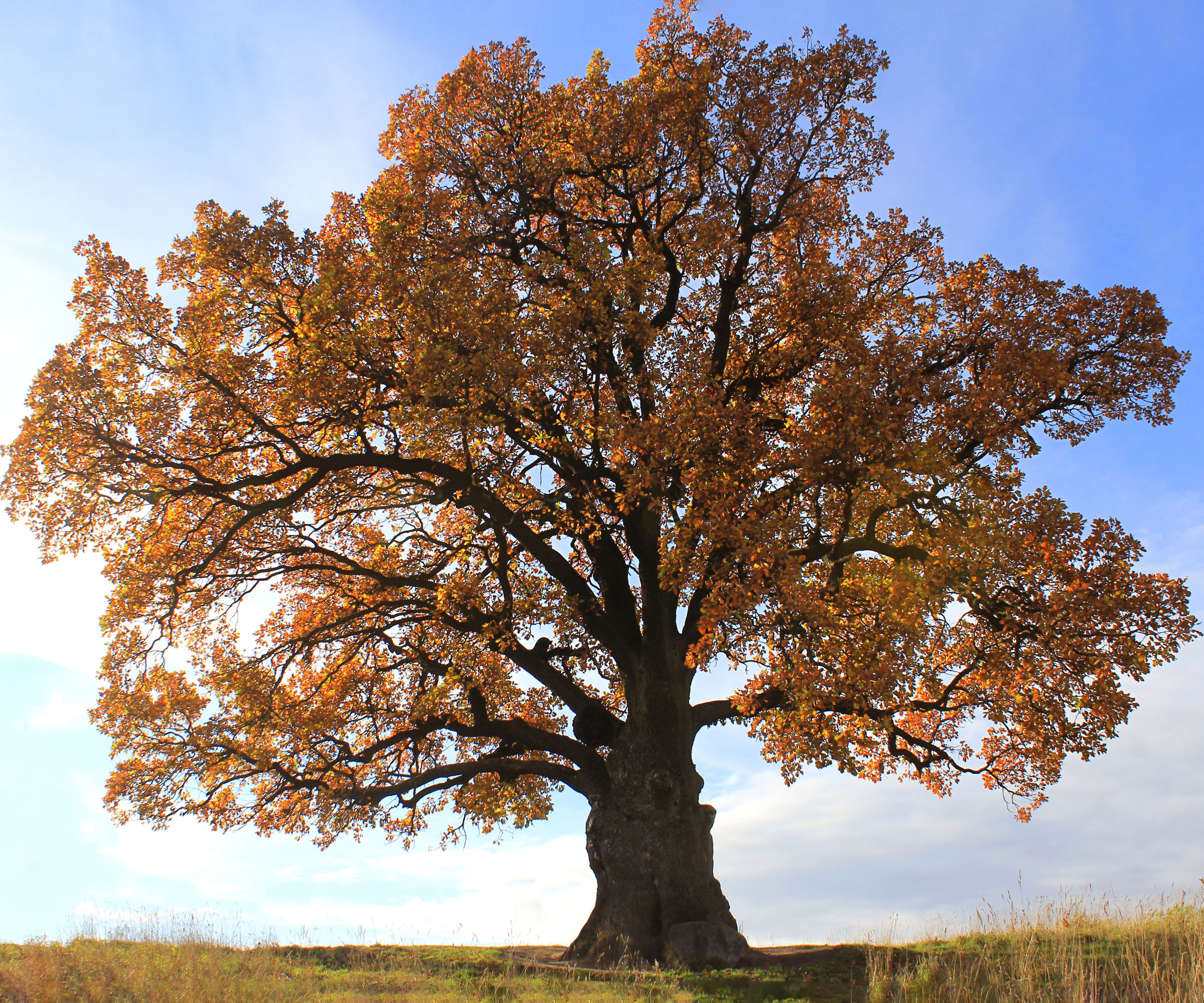 oak tree showing orange leaves in the fall