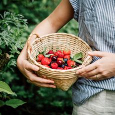 Woman harvesting berries with a basket
