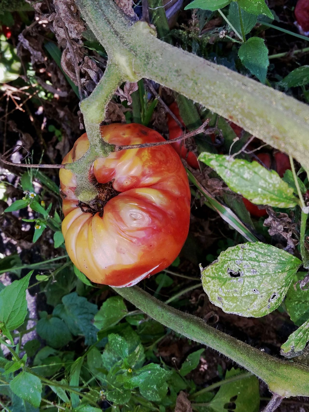 Tomato Plant With Ringspot Virus