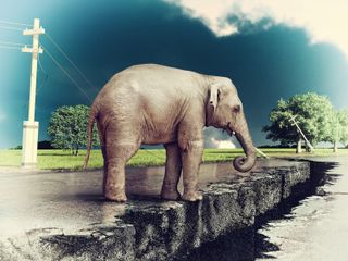 Elephant by cracked road