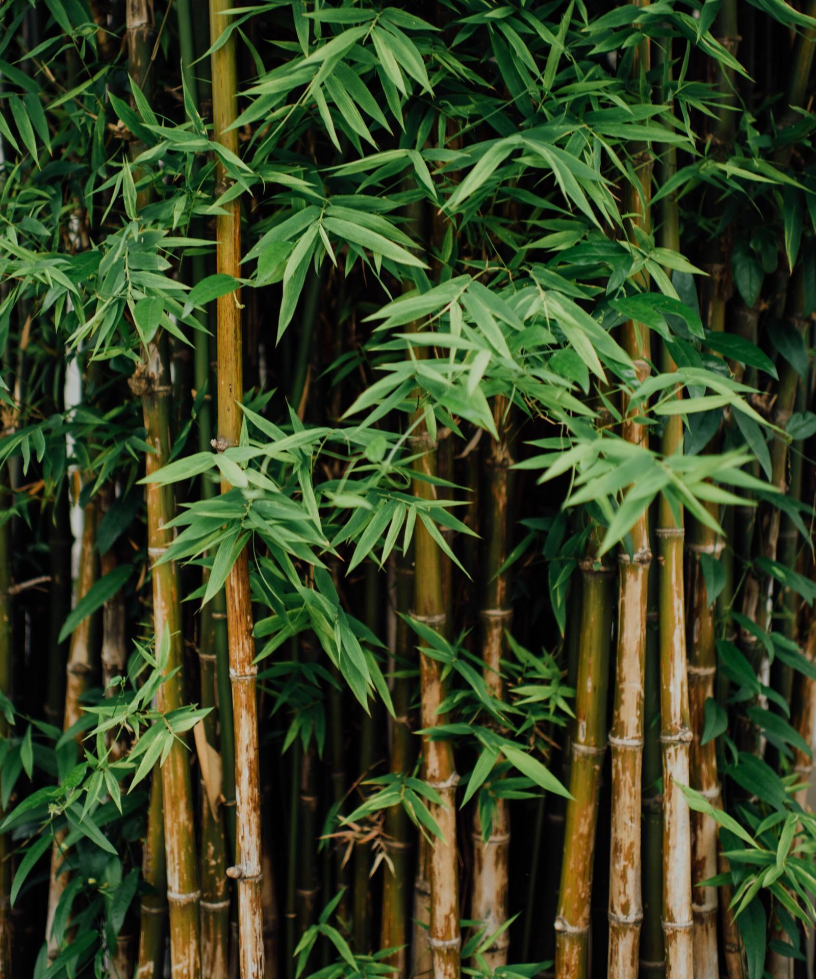 Why is my bamboo plant turning yellow? Expert solutions to turn yours