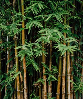 A dark green bamboo forest with brown stalks