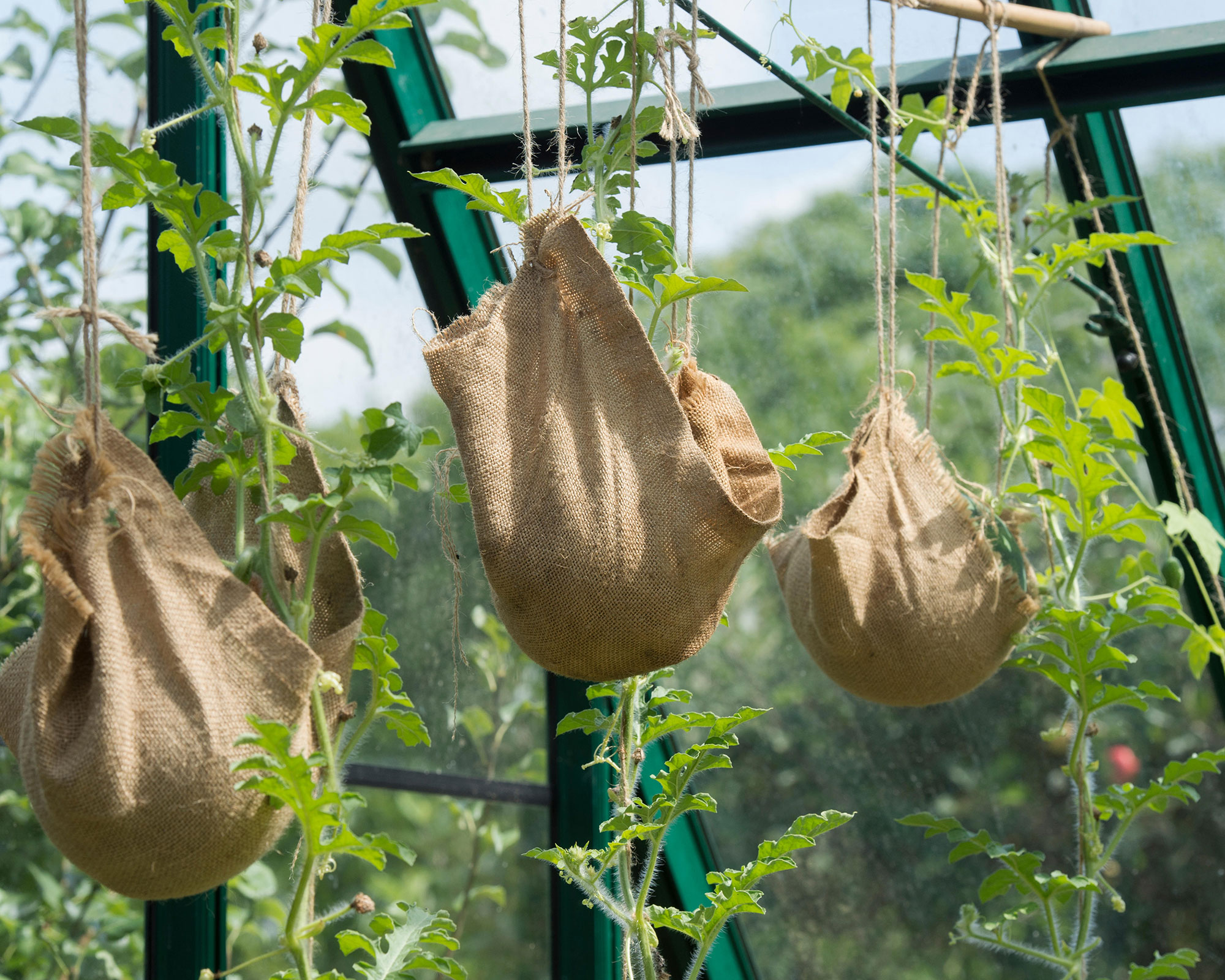 supporting watermelons on the vine