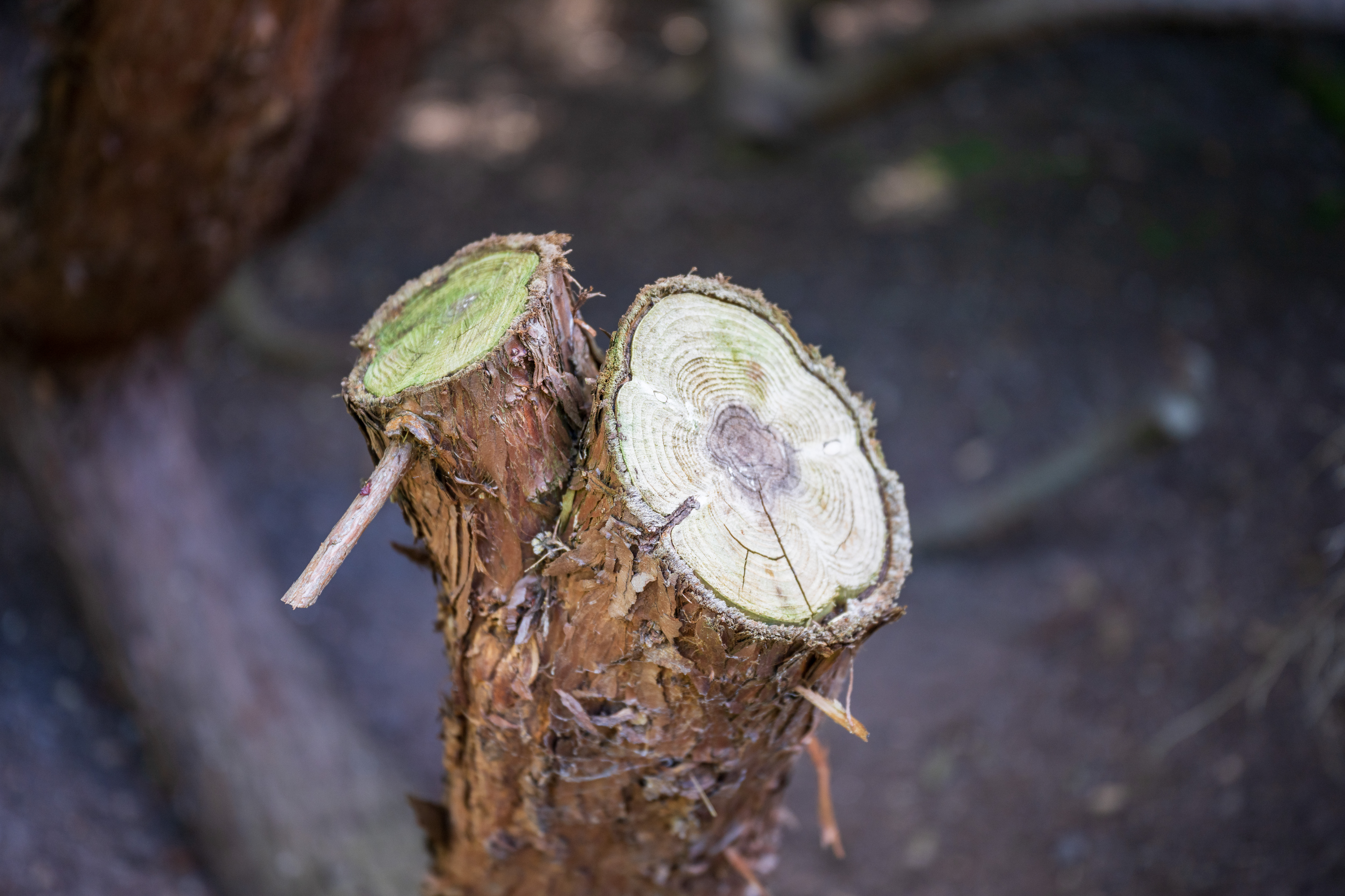 Nikon Z 24‑70mm f/2.8 S II example shot