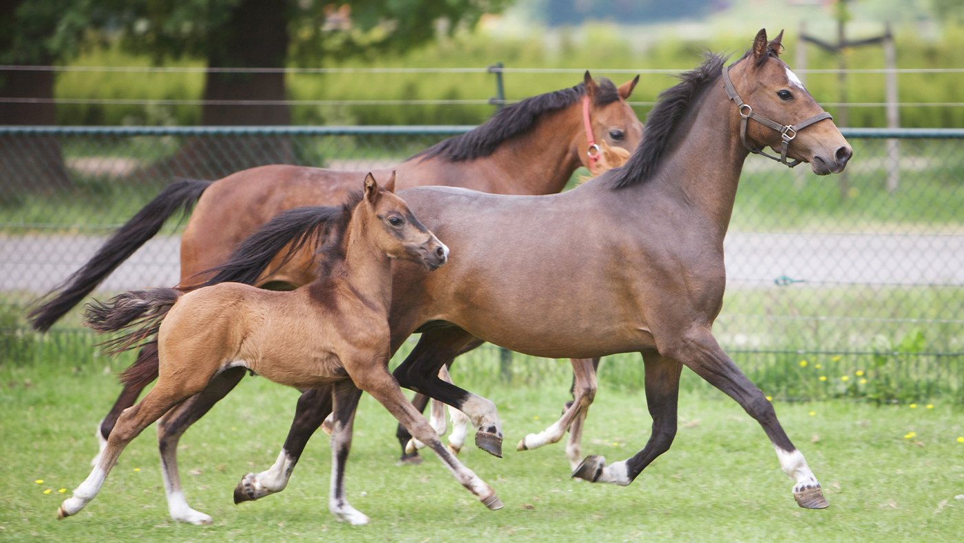 two Hackney horses and foal on meadow