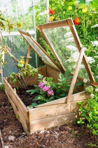 Dahlia in bloom under cold frame in a garden