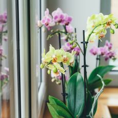 Phalaenopsis orchid on the windowsill