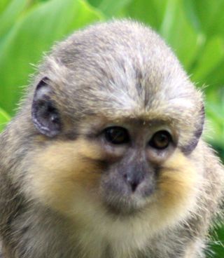 Miopithecus talapoin guenon monkey