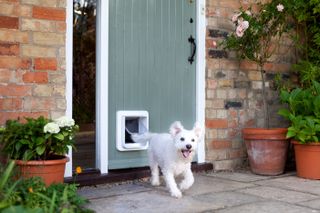 Sureflap Microchip Pet Door With Hub will stop unwanted guests coming into your home