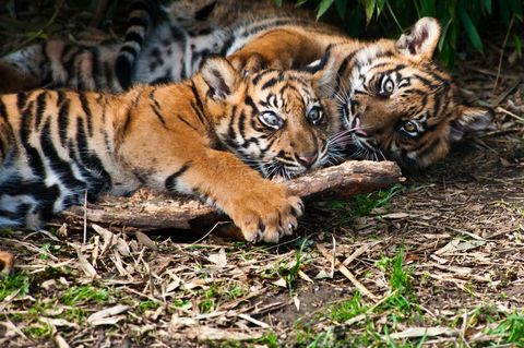 Tiger Species of the World | Tiger Species | Live Science