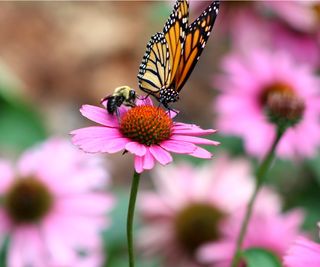 Bee and butterfly on coneflower