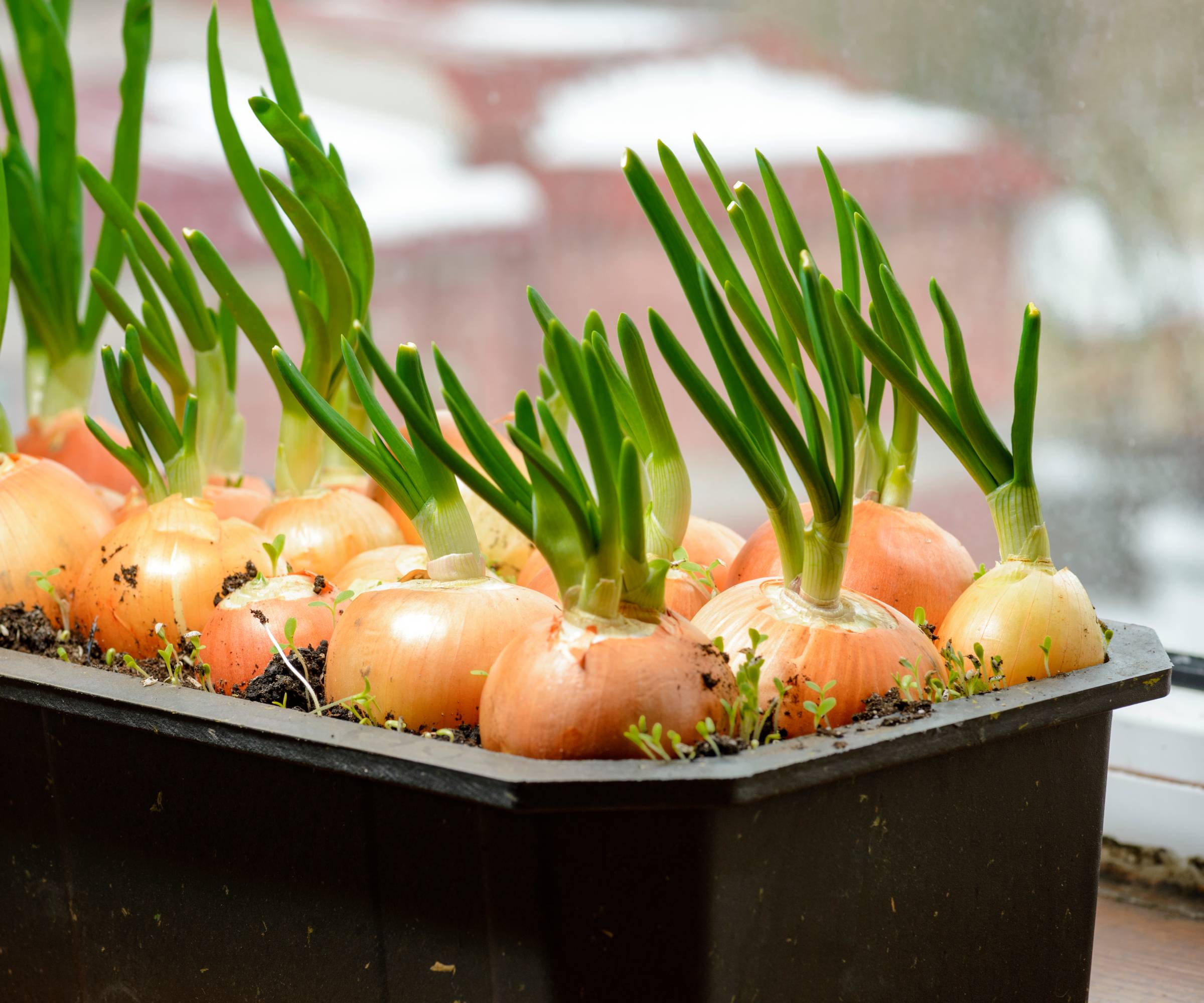 Onions growing in a container