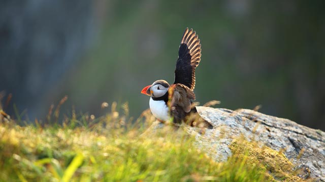 Scotland puffin