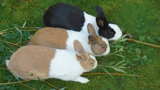 Three Dutch rabbits