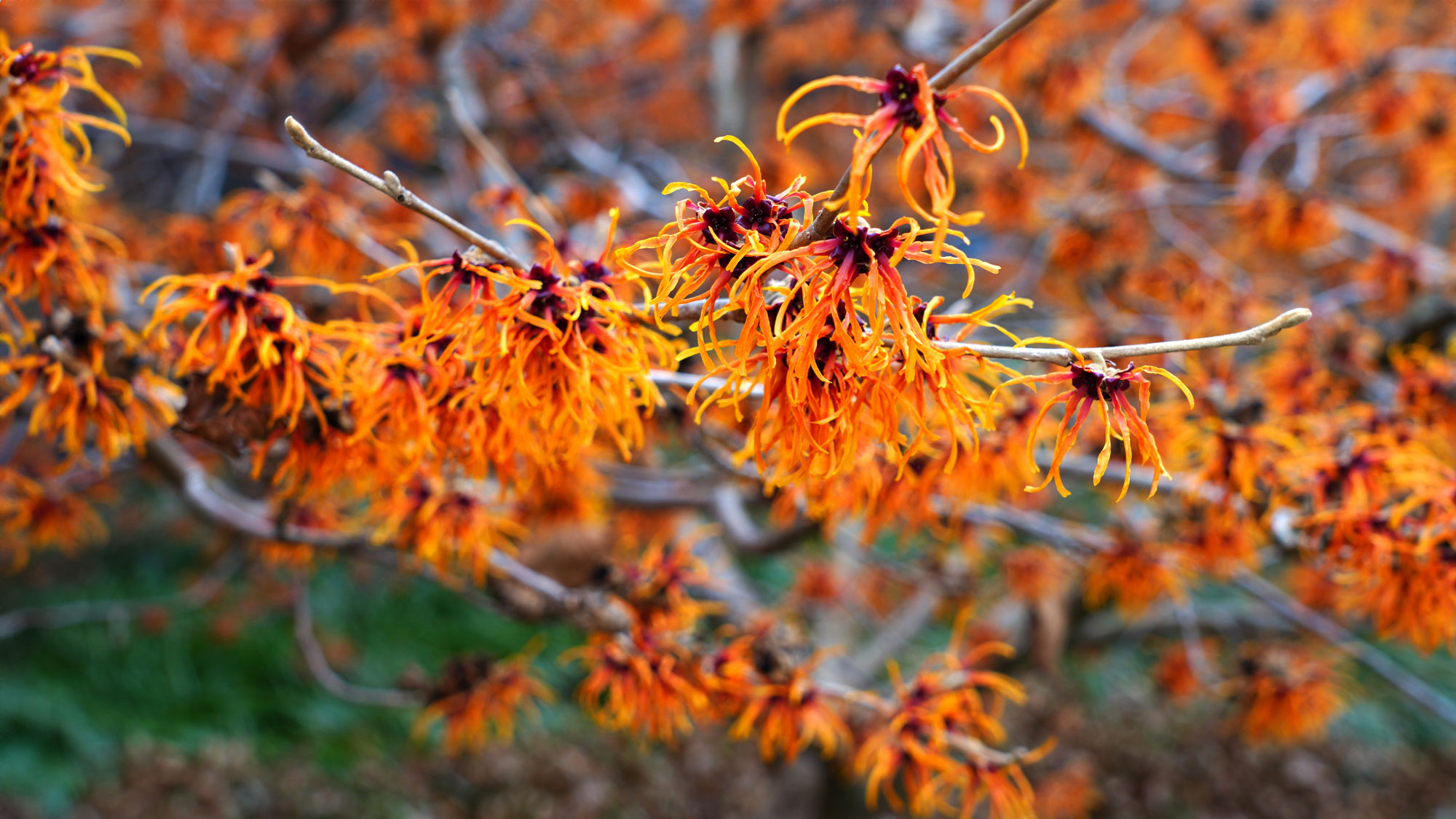 witch hazel tree showing bright flowers in fall