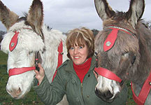 Clacton-donkeys.jpg
