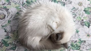 Birman cat asleep on the bed in the curled up cat sleep position