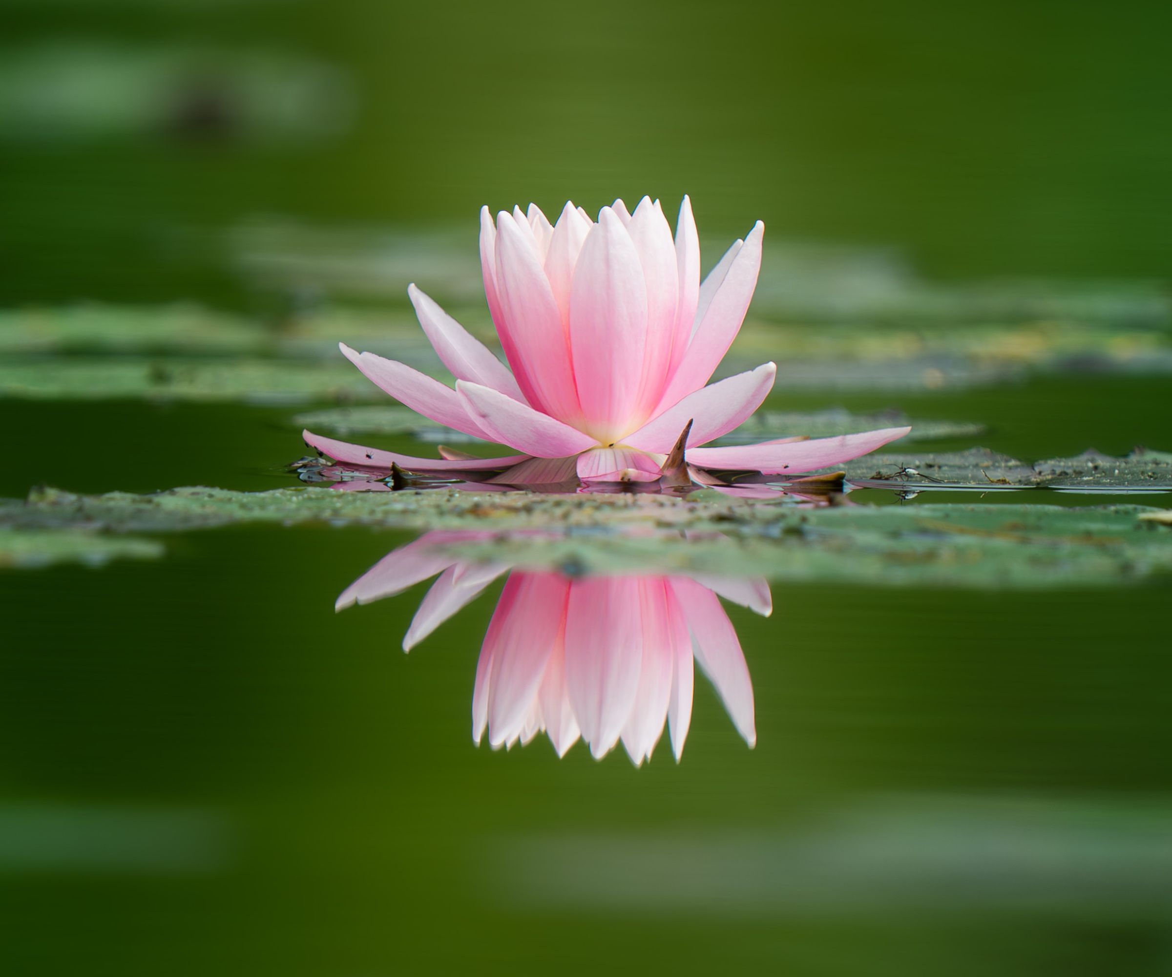 Close-up of a vibrant pink water lily blooming in a serene lake with its reflection visible