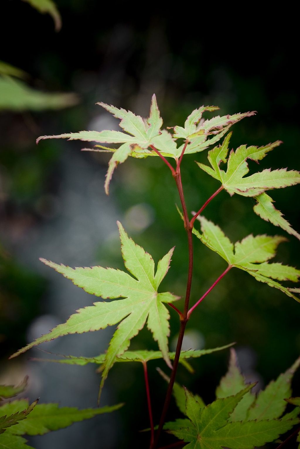 How To Graft A Japanese Maple Tree Care Of Grafted Japanese Maples
