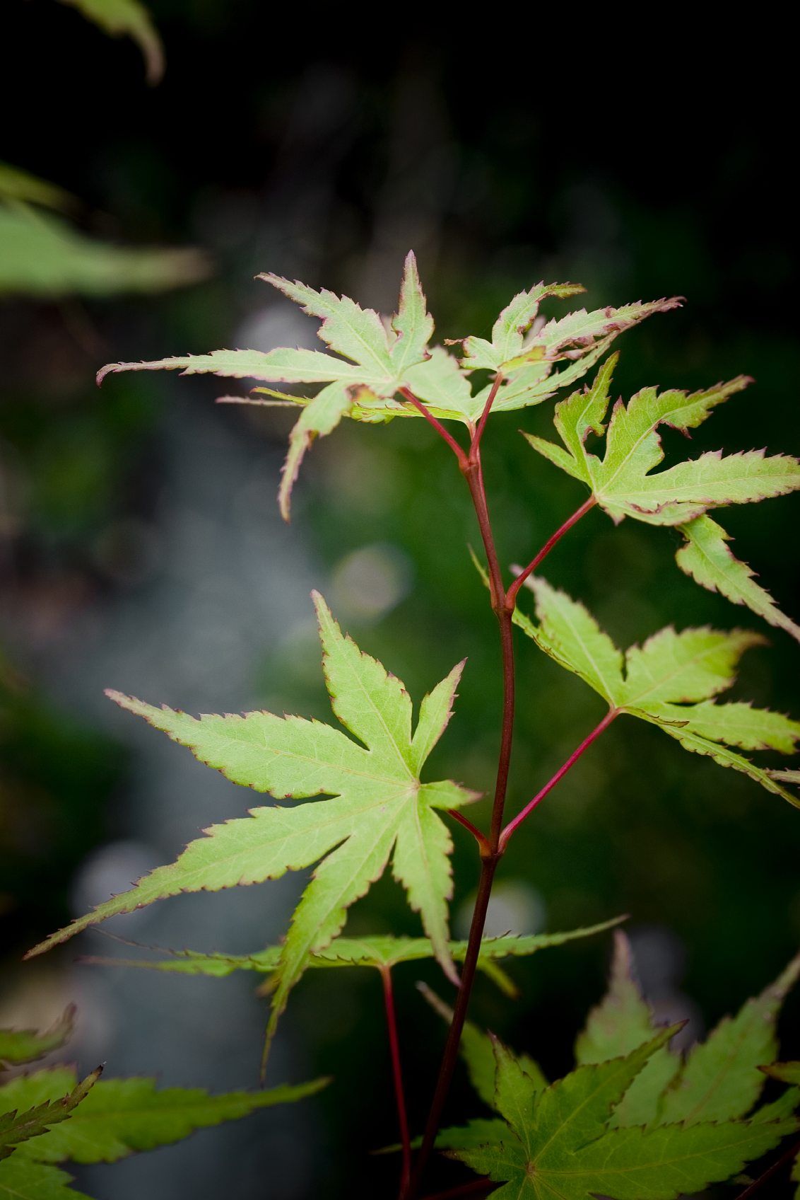 japanese maple1