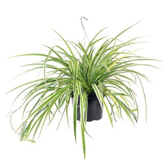 Spider plant