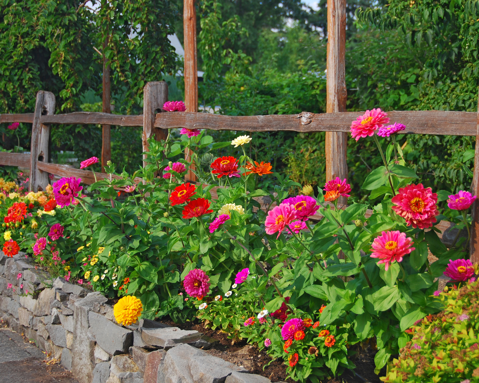 zinnias along a fence and stone wall on sidewalk