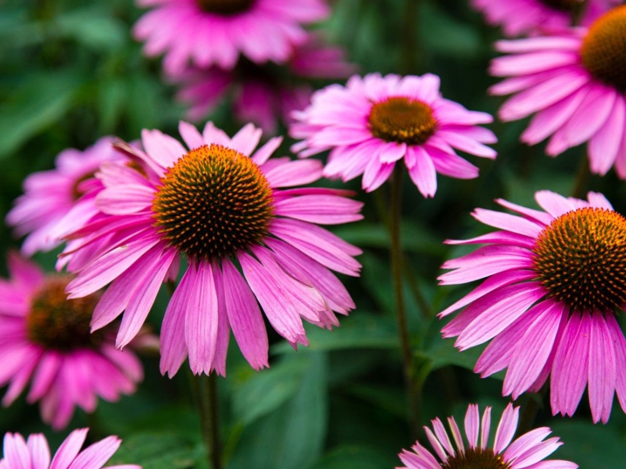 Purple Coneflower Plants