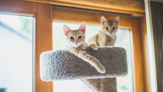 Two cats sitting on a perch by a window