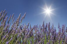 Lavender plants in a lavender field under the hot sun