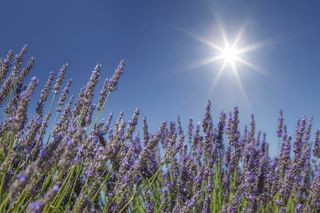 Lavender plants in a lavender field under the hot sun