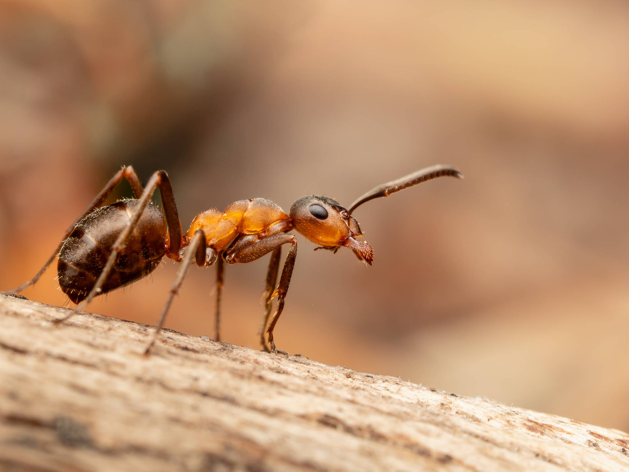 Close up of a brownish red ant