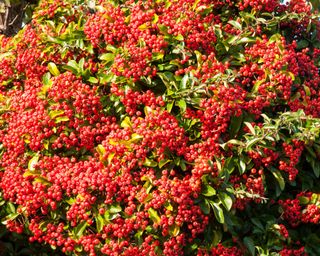 Red berries covering a Pyracantha Mohave shrub in autumn