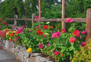 Pink Zinnia flowers in a border