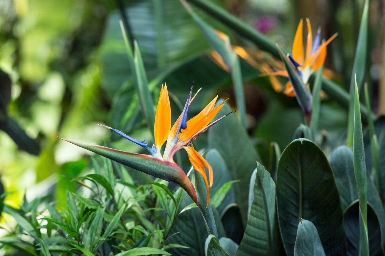 Bird Of Paradise Plants