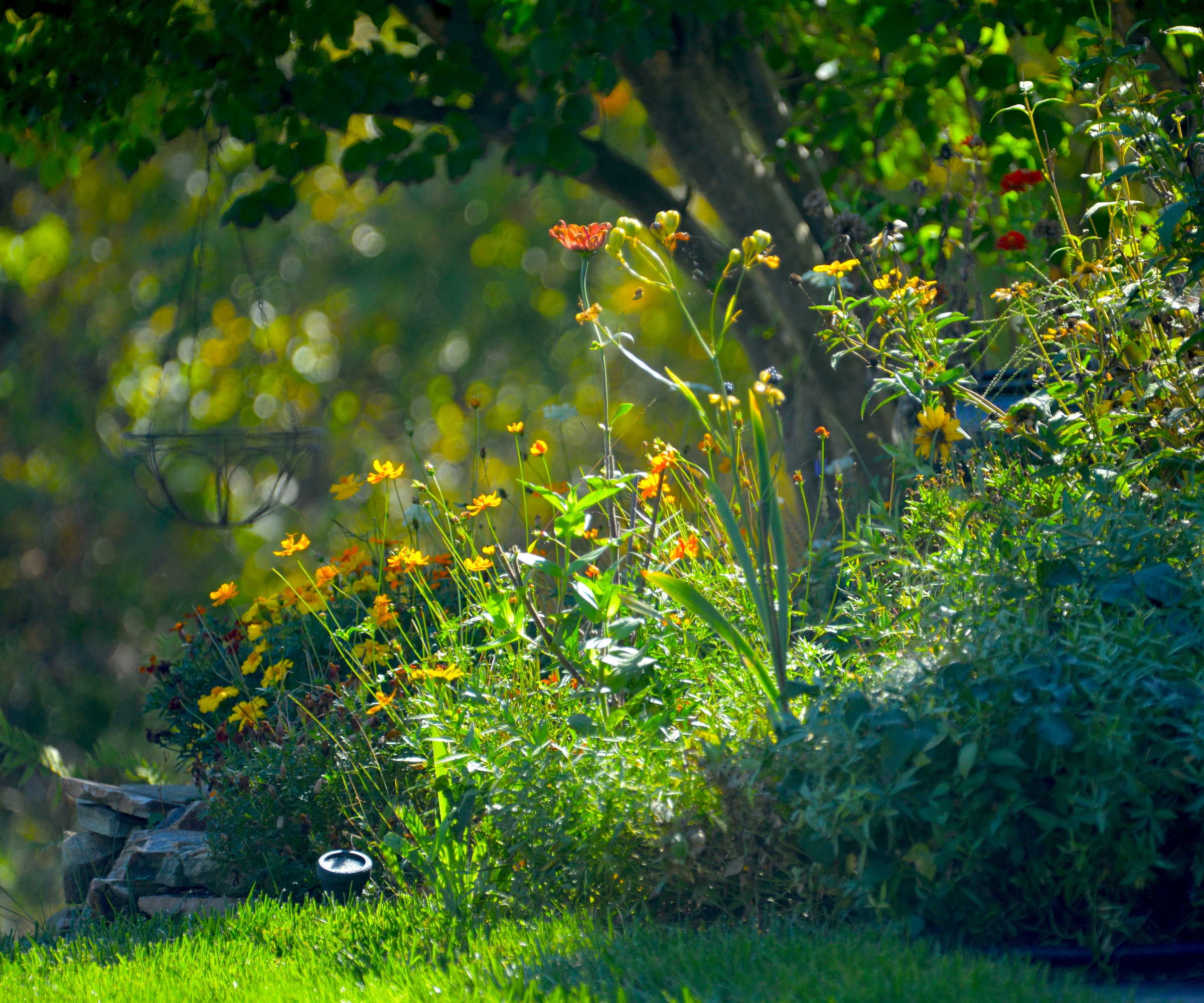 garden border late summer