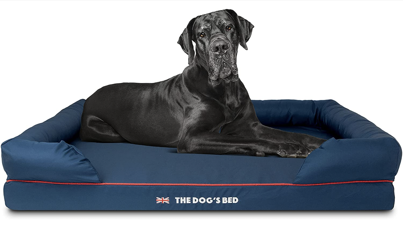Large dog on large blue dog bed
