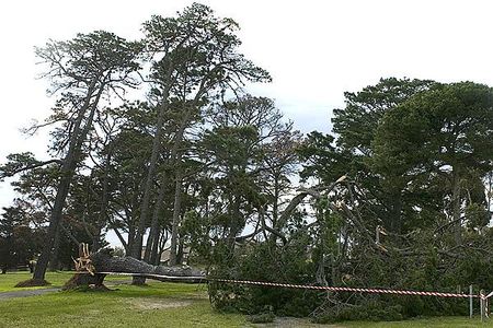 This tree in the tour parking-area fell to the ground in the gale force winds that hit the Geelong region on the final day of the tour.