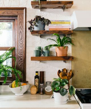kitchen plants on shelves in a kitchen