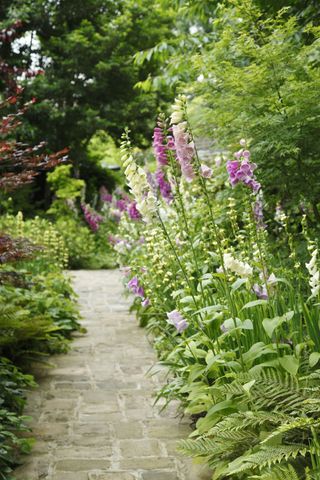 Low maintenance garden ideas: stone pathway leading through flowerbeds filled with foxgloves and cottage garden style planting