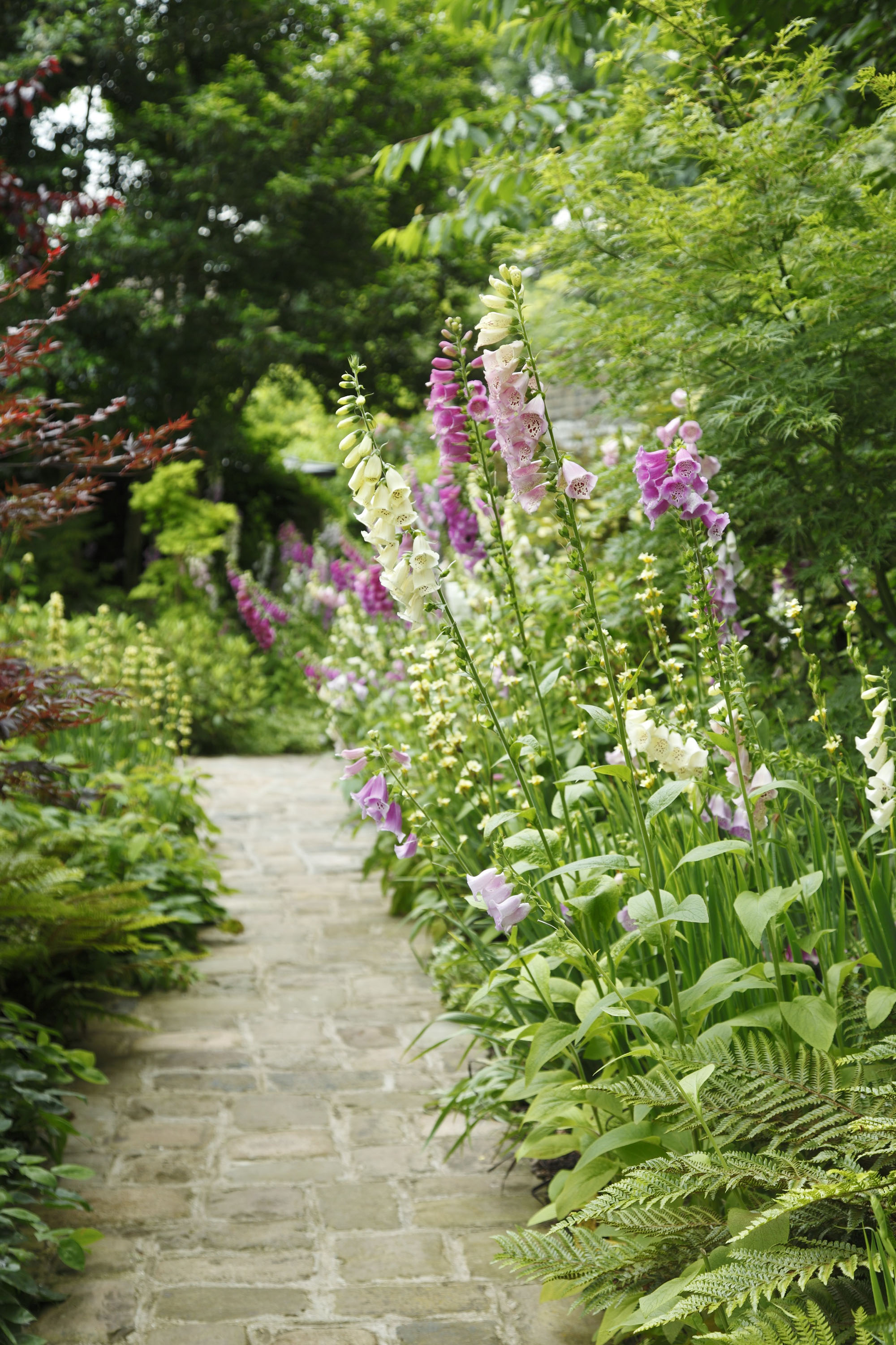 stone pathway leading through flowerbeds filled with foxgloves and cottage garden style planting