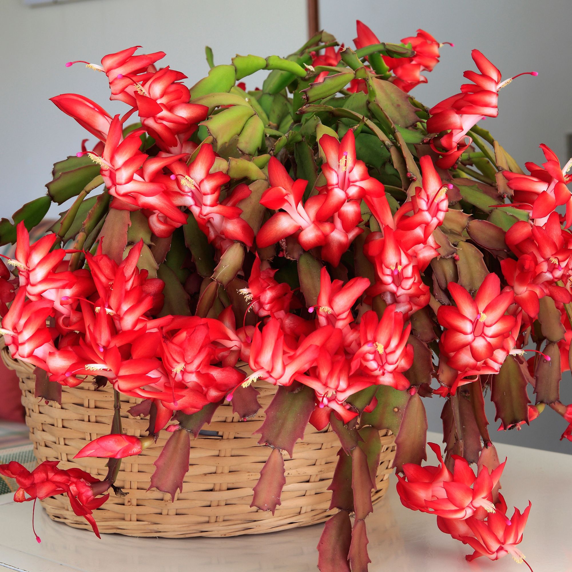 Christmas Cactus