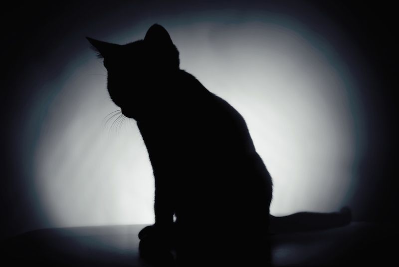 black cat silhouette